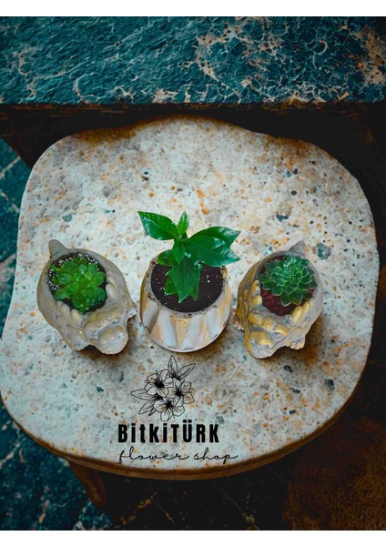 -2 Ejderha Beton Saksı (10×20) & Kahve Çiçeği Seti – 2 Sukulentli Şık Dekor fiyatları