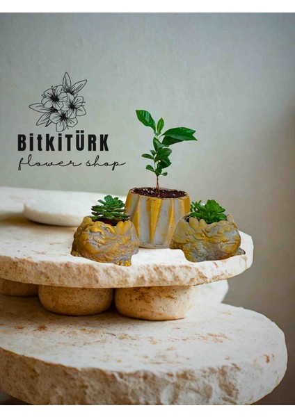 -2 Ejderha Beton Saksı (10×20) & Kahve Çiçeği Seti – 2 Sukulentli Şık Dekor modelleri