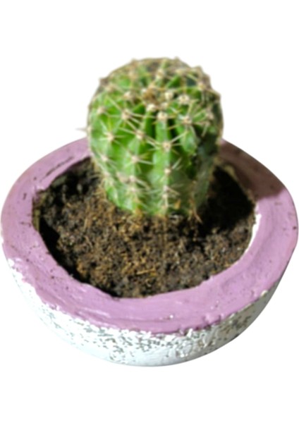 Kaktüs