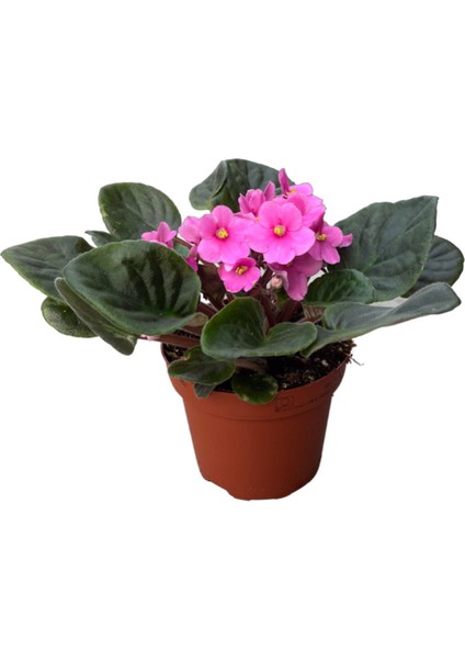 Saintpaulia Ionantha 'Pink' (Menekşe Çiçeği)