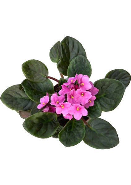 Saintpaulia Ionantha 'Pink' (Menekşe Çiçeği) fiyatları
