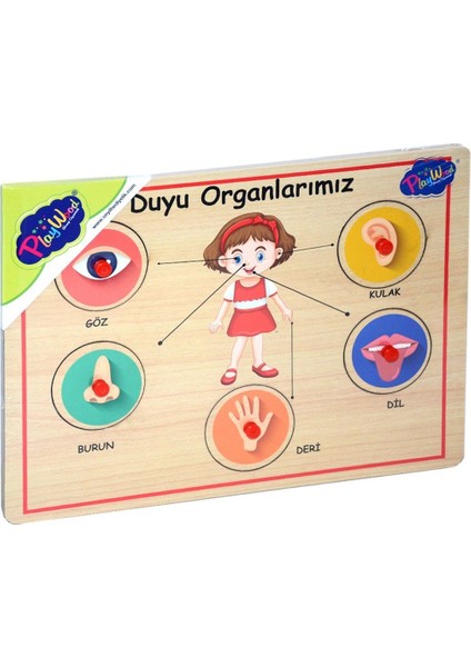 Ahşap Tutmalı Duyu Organlar
