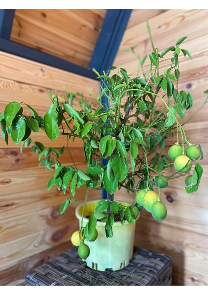 Bodur Limon