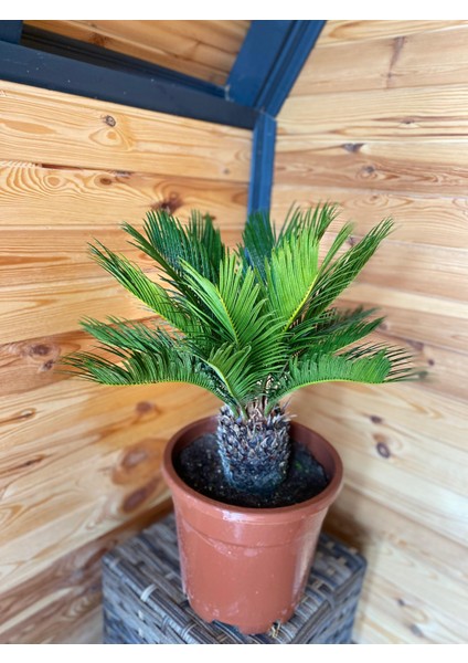 Cycas