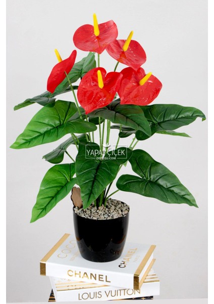 Siyah Saksıda Kırmızı Antoryum Bitkisi 65 cm