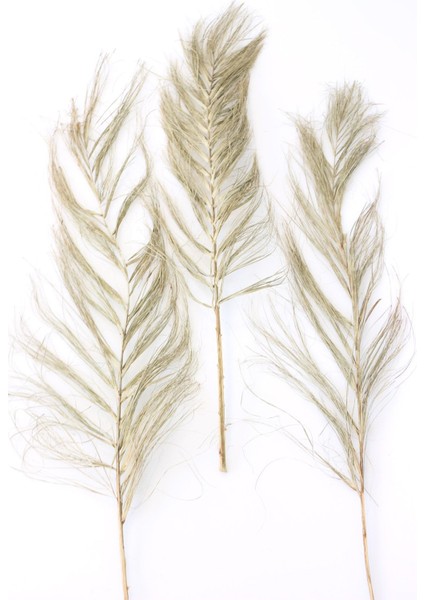 3lü Dekoratif Tropic Date Widdle 90-110 cm