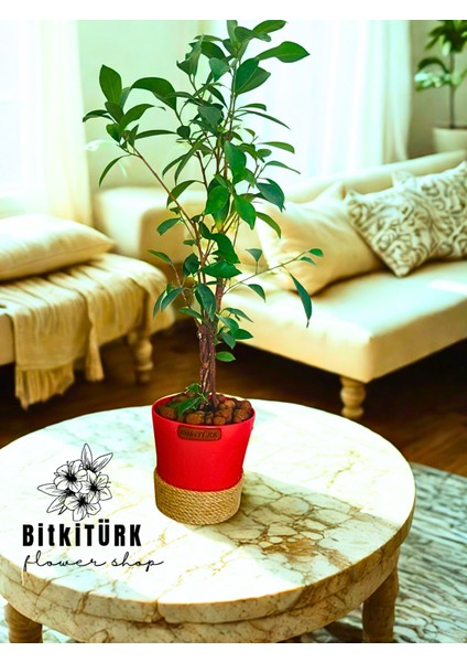 ficus Bonsai, Topraksız bakım, Kil Bilyesinde fırsatları