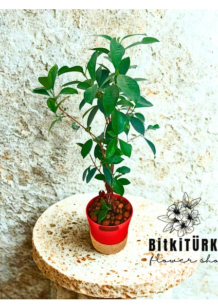 ficus Bonsai, Topraksız bakım, Kil Bilyesinde indirimleri
