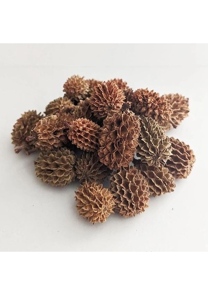 Casuarina Kozalağı 25 Adet