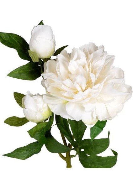 Şakayık Beyaz 65 cm fiyatları