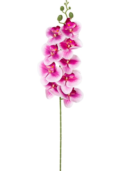 Yapay Orkide Gerçek Dokunuş Fuşya-Beyaz 95 Cm.