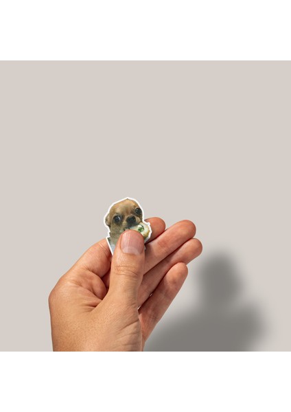 Chihuahuasticker Paketi -Bullet Journal - Ajanda - Planner - Defter - Laptop Etiket Çıkartma Çok Renkli 10 x 15 Paket Boyutu 3 x 5 cm Stickerlar Paket Içeriği 25 Adet Dadi Ramba Sticker modelleri
