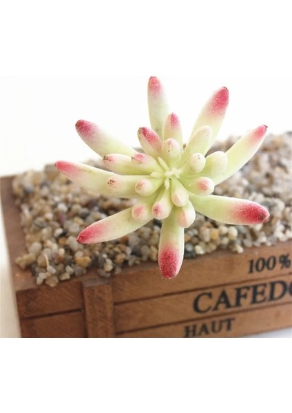 Guan Yin Lian 1 Adet Beyaz Akın Yapay Succulents Kiler Çiçek Aranjmanı Aksesuarları Masaüstü Bonsai Ev Bahçe Dekorasyonu Kiler (Yurt Dışından) indirimleri