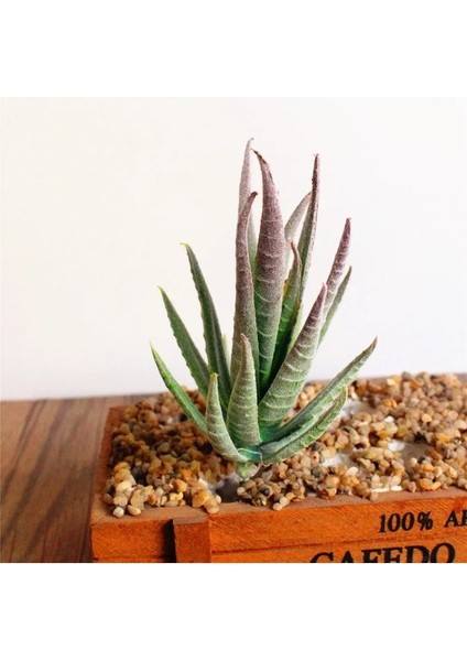 Daicixiaoluhui Fb Yapay Etli Kiler Aloe Zebrina Yapay Kiler Peyzaj Çiçek Aranjmanı Bahçe Dekorasyon Aksesuarları (Yurt Dışından) indirimleri