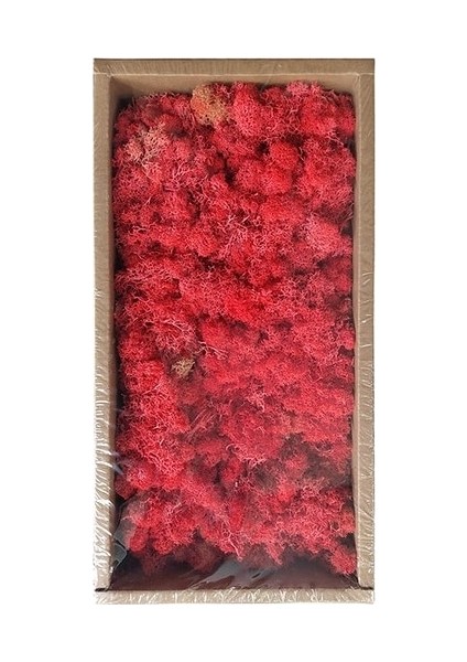 14 50G 50G/TORBA Yapay Yeşil Kiler Ebedi Yaşam Yosun Çim Ev Oturma Odası Bahçe Dekorasyon Mini Peyzaj Çiçek Dıy El Sanatları (Yurt Dışından)