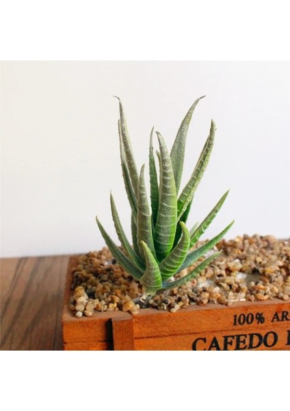 Yeşil Ban Ma Lu Hui Yeşil Pembe Sarı Zebra Aloe Yapay Sulu Meyveler Kiler Ev Bahçe Dekorasyonu Dıy Kiler Duvar Plastik Kiler Yükseklik = 12 cm (Yurt Dışından) modelleri