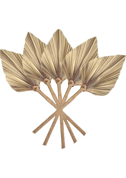 12 Adet Doğal Kurutulmuş Palmiye Yaprakları Dekor Boho Kurutulmuş Yaprak Düğün Dekorasyonu Yatak Odası Mutfak Ofis 10X40CM (Yurt Dışından)