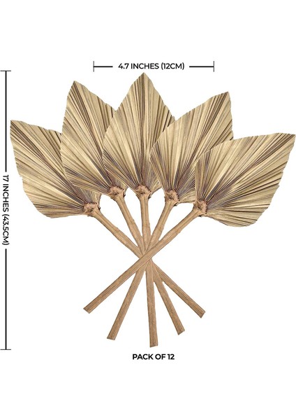 12 Adet Doğal Kurutulmuş Palmiye Yaprakları Dekor Boho Kurutulmuş Yaprak Düğün Dekorasyonu Yatak Odası Mutfak Ofis 10X40CM (Yurt Dışından) modelleri