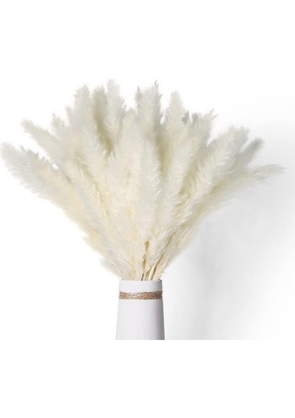 40 Adet Doğal Kurutulmuş Beyaz Pampas Çim 45 cm Kaık ve Sallanan Dıy Boho Bitki Düğün Çiçek Aranjmanları Dekor Için (Yurt Dışından)