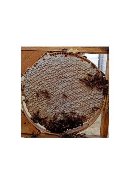 Kendi Arılarımızdan 1kg Süzme Bal Tatların Özünü Yansıtan, Kendine Özgü Lezzet Profiliyle indirimleri