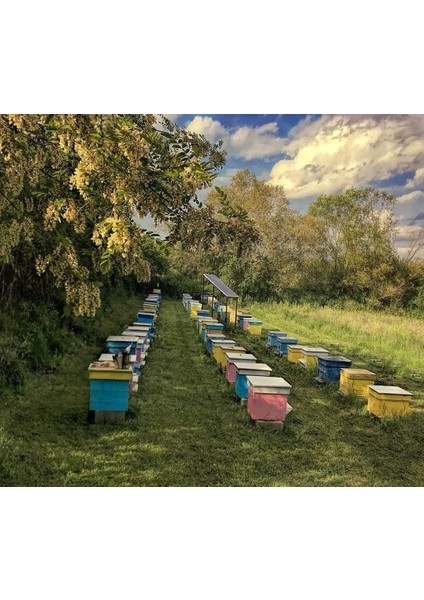 Kendi Arılarımızdan 1kg Süzme Bal Tatların Özünü Yansıtan, Kendine Özgü Lezzet Profiliyle fiyatları