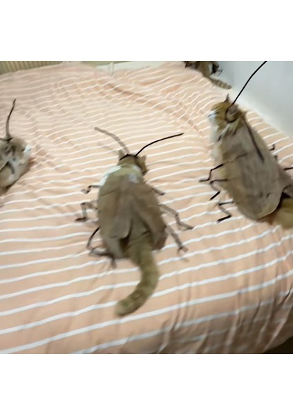 Hamamböceği Kedi Kıyafetleri Yaratıcı Komik Sahne (Yurt Dışından) modelleri