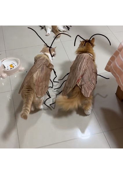 Hamamböceği Kedi Kıyafetleri Yaratıcı Komik Sahne (Yurt Dışından) indirimleri