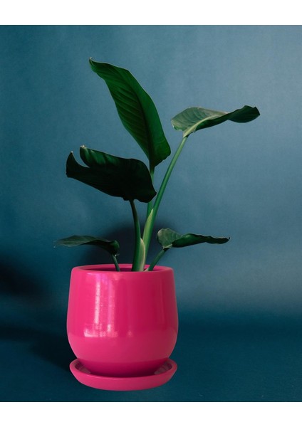 Tabaklı Armut Koyu Pembe Çömlek Saksı 24X20 cm