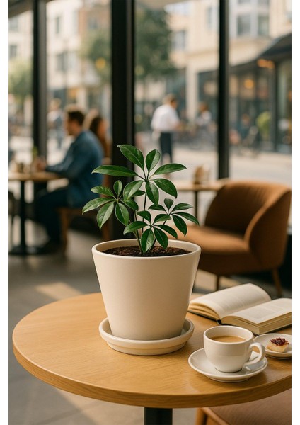 Tabaklı Krem Konik Çömlek Saksı 23X23 cm fiyatları