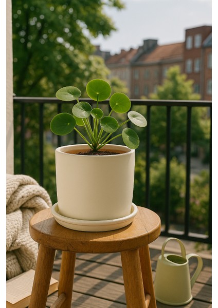 Tabaklı Krem Silindir Çömlek Saksı 22X22 cm