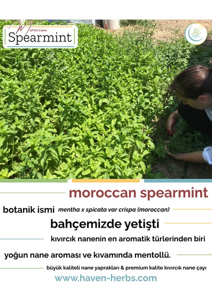 Moroccan Spearmint / Kıvırcık Nane (Mentha x Spicata Var Crispa) 50GR | Haven Herbs & Blends fiyatları