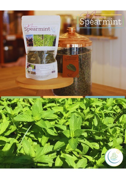 Moroccan Spearmint / Kıvırcık Nane (Mentha x Spicata Var Crispa) 50GR | Haven Herbs & Blends modelleri