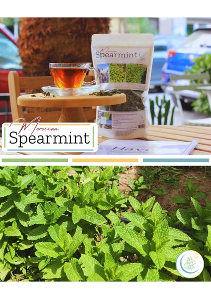 Moroccan Spearmint / Kıvırcık Nane (Mentha x Spicata Var Crispa) 50GR | Haven Herbs & Blends fırsatları