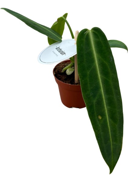 Anthurium Warocqueanum