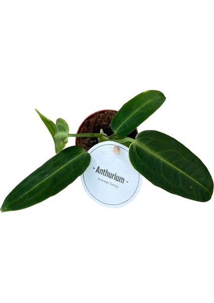 Anthurium Warocqueanum fiyatları