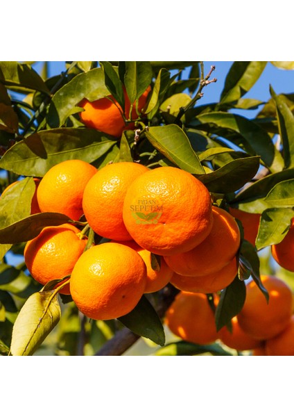 5 Yaş Aşılı Satsuma Mandalina Fidanı Xl Boy