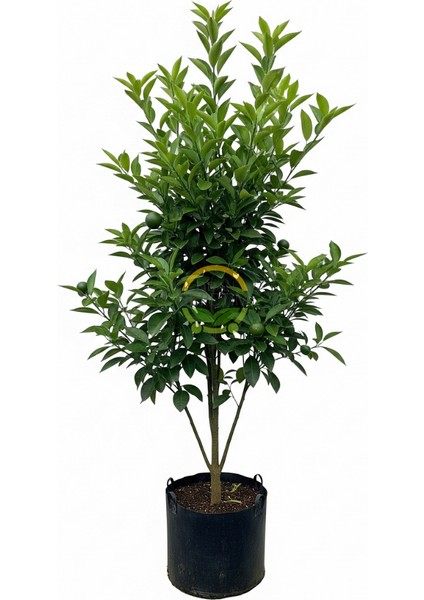 5 Yaş Aşılı Satsuma Mandalina Fidanı Xl Boy fiyatları