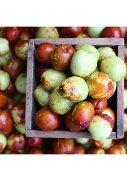 6 Yaş Aşılı Iri Meyveli Hünnap Fidanı