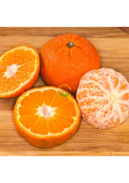 5 Yaş Aşılı W Murcott Mandalina Fidanı XL Boy *ÜZERİ MEYVELİ*