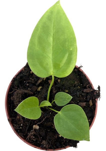 Anthurium Veitchii fiyatları