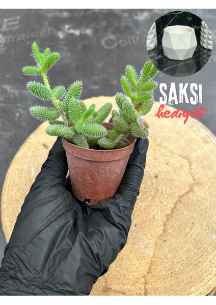 Delosperma Echinatum-5,5 cm Saksıda Tombul Tüylü Yapraklı Sukulent - Saksı Hediyeli