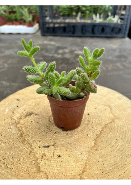 Delosperma Echinatum-5,5 cm Saksıda Tombul Tüylü Yapraklı Sukulent - Saksı Hediyeli modelleri