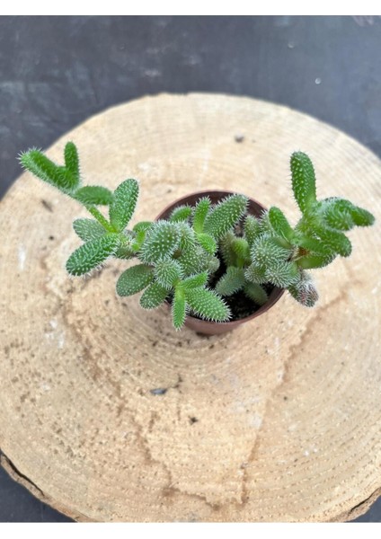 Delosperma Echinatum-5,5 cm Saksıda Tombul Tüylü Yapraklı Sukulent - Saksı Hediyeli fırsatları