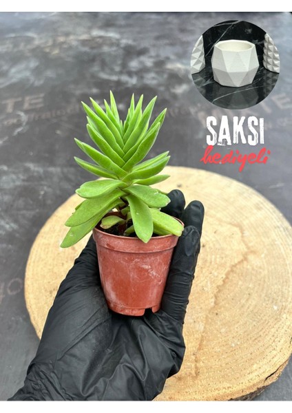 Crassula Money Maker ( 5.5 cm Saksıda )-(Saksı Hediyeli)