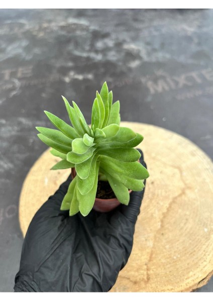 Crassula Money Maker ( 5.5 cm Saksıda )-(Saksı Hediyeli) fiyatları
