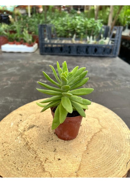 Crassula Money Maker ( 5.5 cm Saksıda )-(Saksı Hediyeli) modelleri