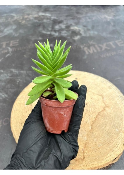 Crassula Money Maker ( 5.5 cm Saksıda )-(Saksı Hediyeli) fırsatları