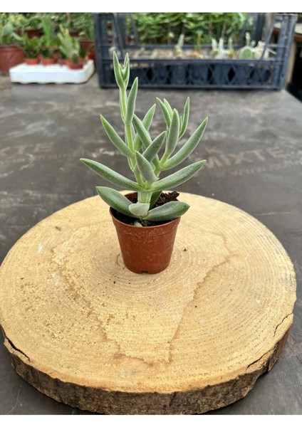 Crassula Mesembryanthemoides Succulent Tüylü Çiçek Açan Sukulent (Saksı Hediyeli) fiyatları