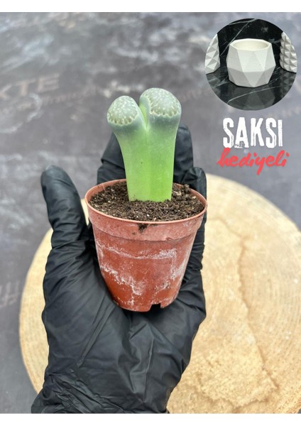 Lithops Taş Kaktüs - Saksı Hediyeli