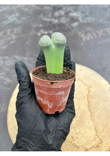 Lithops Taş Kaktüs - Saksı Hediyeli fiyatları
